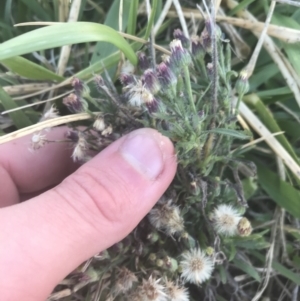 Erigeron bonariensis at Hughes, ACT - 11 May 2021