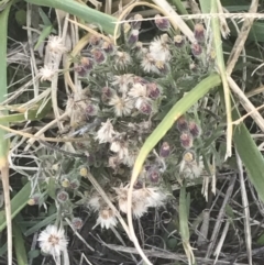 Erigeron bonariensis at Hughes, ACT - 11 May 2021