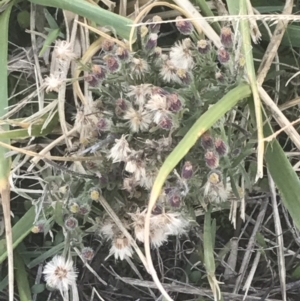 Erigeron bonariensis at Hughes, ACT - 11 May 2021