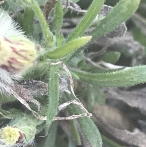 Erigeron bonariensis at Hughes, ACT - 11 May 2021