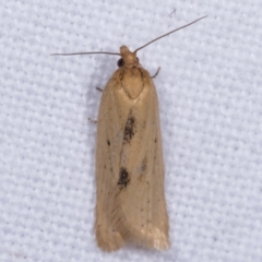 Tortricinae (subfamily) (A tortrix moth) at Melba, ACT - 12 May 2021 by kasiaaus