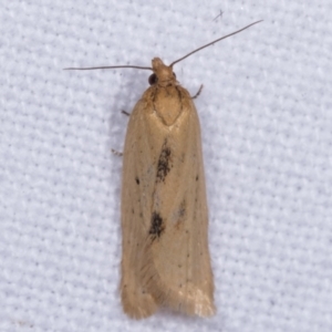 Tortricinae (subfamily) at Melba, ACT - 12 May 2021 07:23 PM