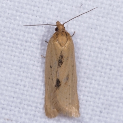 Tortricinae (subfamily) (A tortrix moth) at Melba, ACT - 12 May 2021 by kasiaaus