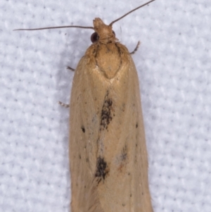 Tortricinae (subfamily) at Melba, ACT - 12 May 2021 07:23 PM