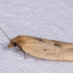 Tortricinae (subfamily) at Melba, ACT - 12 May 2021