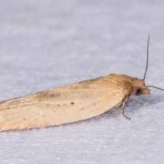 Tortricinae (subfamily) at Melba, ACT - 12 May 2021 07:23 PM