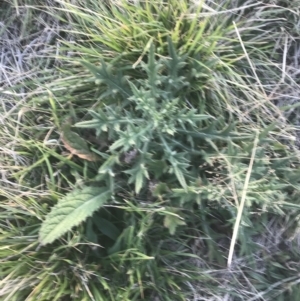 Cirsium vulgare at Hughes, ACT - 11 May 2021 04:37 PM