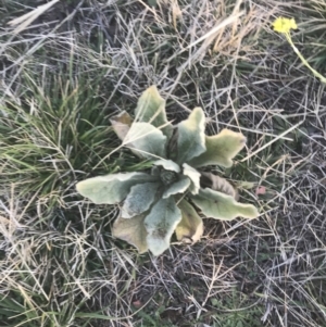 Verbascum thapsus subsp. thapsus at Hughes, ACT - 11 May 2021 04:37 PM