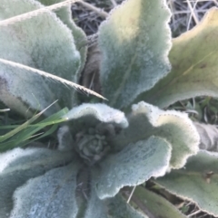 Verbascum thapsus subsp. thapsus at Hughes, ACT - 11 May 2021 04:37 PM