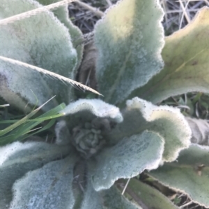 Verbascum thapsus subsp. thapsus at Hughes, ACT - 11 May 2021 04:37 PM