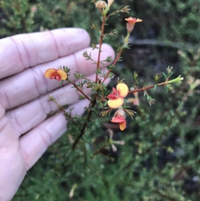 Dillwynia phylicoides (A Parrot-pea) at O'Connor, ACT - 22 Mar 2021 by MattFox