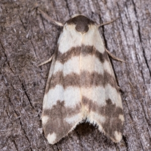 Thallarcha trissomochla at Melba, ACT - 12 May 2021 09:59 PM