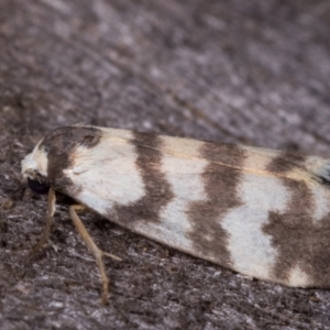 Thallarcha trissomochla at Melba, ACT - 12 May 2021 09:59 PM