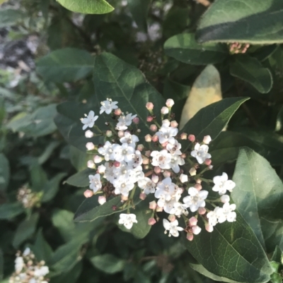 Viburnum tinus (Laurustinus) at Hughes, ACT - 11 May 2021 by Tapirlord