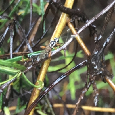Glabridorsum stokesii (A parasitic wasp) at O'Connor, ACT - 22 Mar 2021 by MattFox