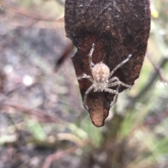 Sparassidae (family) (A Huntsman Spider) at O'Connor, ACT - 23 Mar 2021 by MattFox