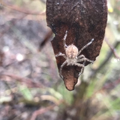 Sparassidae (family) (A Huntsman Spider) at O'Connor, ACT - 23 Mar 2021 by MattFox