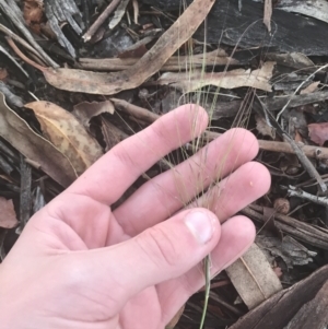 Austrostipa scabra at Hughes, ACT - 11 May 2021