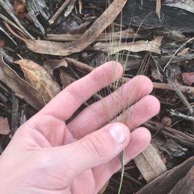 Austrostipa scabra (Corkscrew Grass, Slender Speargrass) at Hughes, ACT - 11 May 2021 by Tapirlord