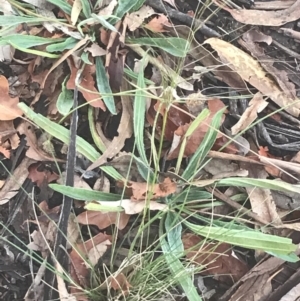 Austrostipa scabra at Hughes, ACT - 11 May 2021