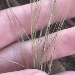 Austrostipa scabra at Hughes, ACT - 11 May 2021