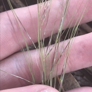 Austrostipa scabra at Hughes, ACT - 11 May 2021