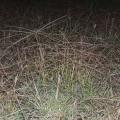 Chloris truncata (Windmill Grass) at Tuggeranong Creek to Monash Grassland - 4 Mar 2021 by michaelb