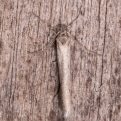 Philobota pilipes (A concealer moth) at Melba, ACT - 13 May 2021 by kasiaaus