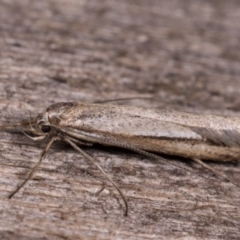 Philobota brachypterous female species at Melba, ACT - 13 May 2021