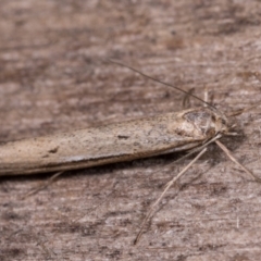 Philobota brachypterous female species at Melba, ACT - 13 May 2021