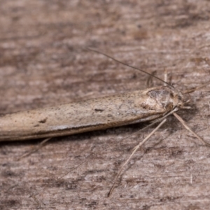 Philobota brachypterous female species at Melba, ACT - 13 May 2021