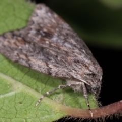 Chlenias banksiaria group at Melba, ACT - 13 May 2021