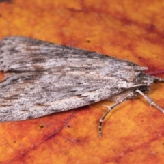 Chlenias banksiaria group at Melba, ACT - 13 May 2021