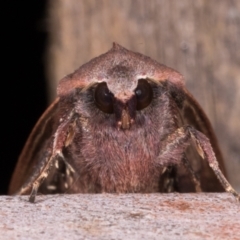 Diarsia intermixta (Chevron Cutworm, Orange Peel Moth.) at Melba, ACT - 14 May 2021 by kasiaaus