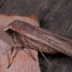 Diarsia intermixta at Melba, ACT - 14 May 2021