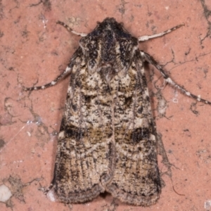 Agrotis porphyricollis at Melba, ACT - 14 May 2021