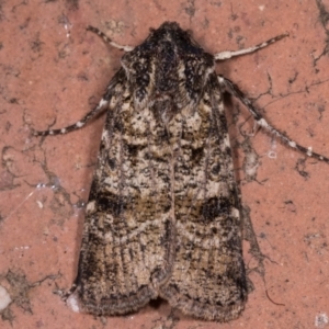 Agrotis porphyricollis at Melba, ACT - 14 May 2021