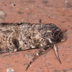 Agrotis porphyricollis at Melba, ACT - 14 May 2021 11:52 PM