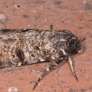 Agrotis porphyricollis at Melba, ACT - 14 May 2021