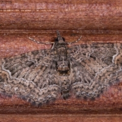 Chloroclystis (genus) (A geometer moth) at Melba, ACT - 15 May 2021 by kasiaaus