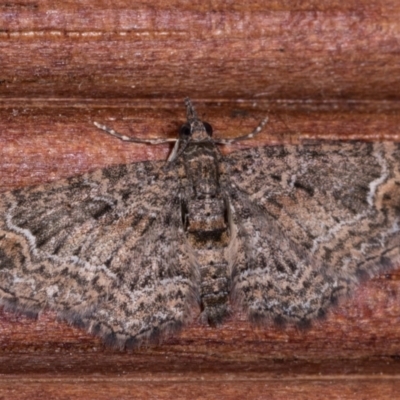 Chloroclystis (genus) (A geometer moth) at Melba, ACT - 15 May 2021 by kasiaaus