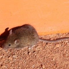 Mus musculus (House Mouse) at Molonglo Valley, ACT - 16 May 2021 by DonLimn