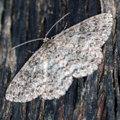 Ectropis fractaria (Ringed Bark Moth) at Paddys River, ACT - 12 Mar 2021 by ibaird