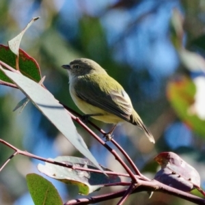 Smicrornis brevirostris at Deakin, ACT - 16 May 2021