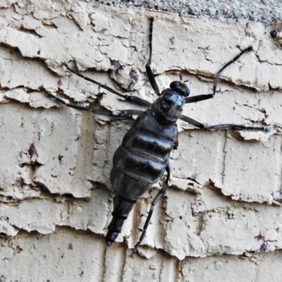 Boreoides subulatus (Wingless Soldier Fly) at Wanniassa, ACT - 17 May 2021 by JohnBundock