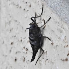 Boreoides subulatus at Wanniassa, ACT - 17 May 2021