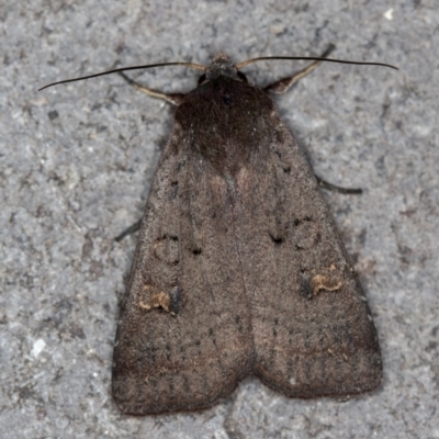 Diarsia intermixta (Chevron Cutworm, Orange Peel Moth.) at Melba, ACT - 15 Dec 2020 by Bron