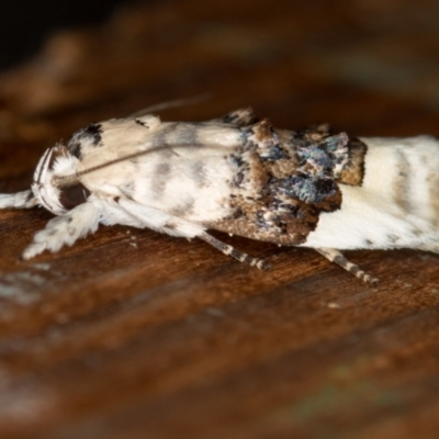 Piloprepes antidoxa (A concealer moth) at Melba, ACT - 14 Dec 2020 by Bron