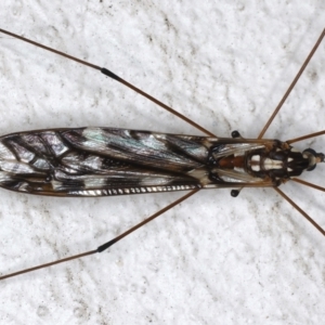 Ischnotoma (Ischnotoma) eburnea at Ainslie, ACT - 12 May 2021