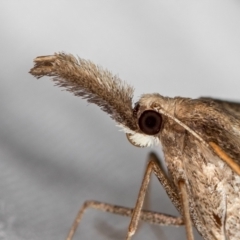 Epidesmia hypenaria (Long-nosed Epidesmia) at Melba, ACT - 14 Dec 2020 by Bron